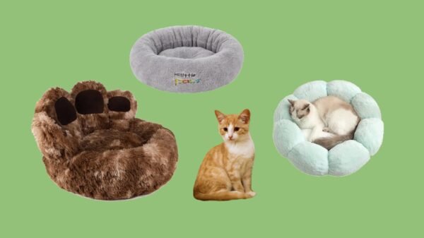 Cat Beds