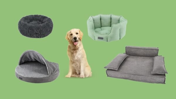 Dog Beds