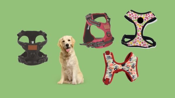 Dog Harness/Collars/Leads