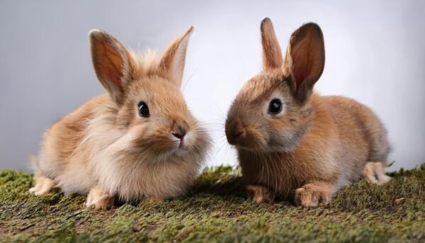 Rabbits